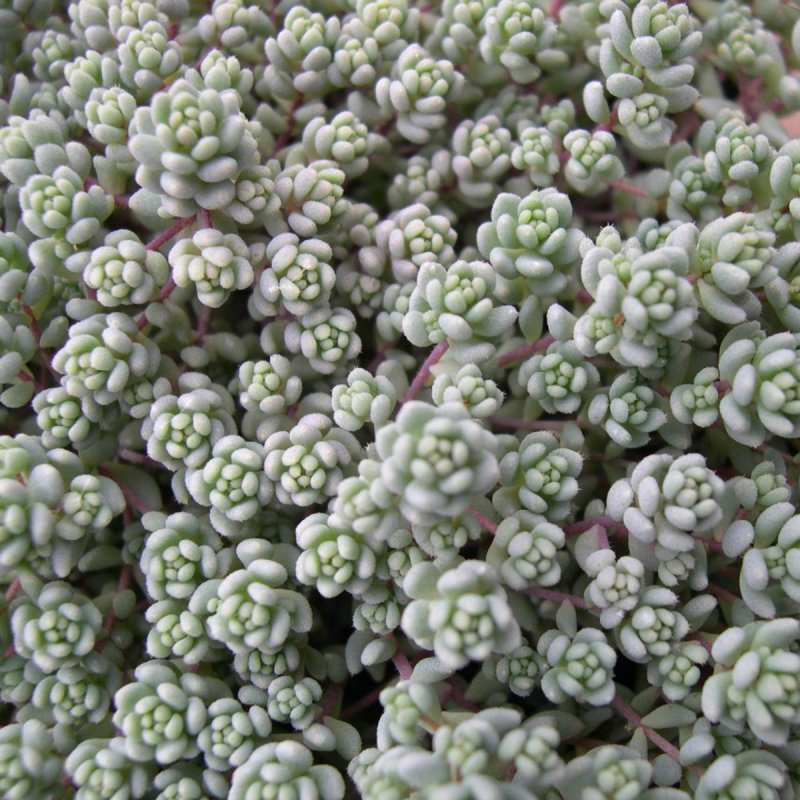 Очиток Вайнберга (Sedum weinbergii