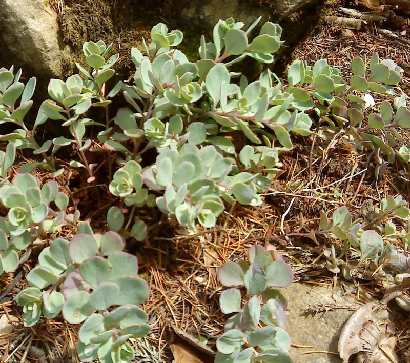 Седум Sedum cauticolum