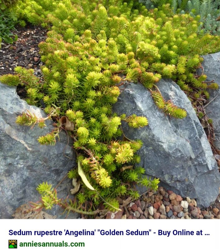 Очиток Курильский (Sedum kurilense)