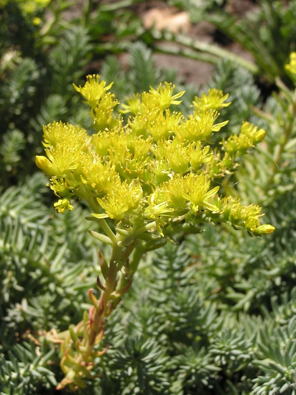 Очиток скальный (Sedum rupestre)