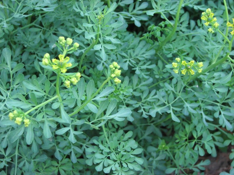 Ruta graveolens