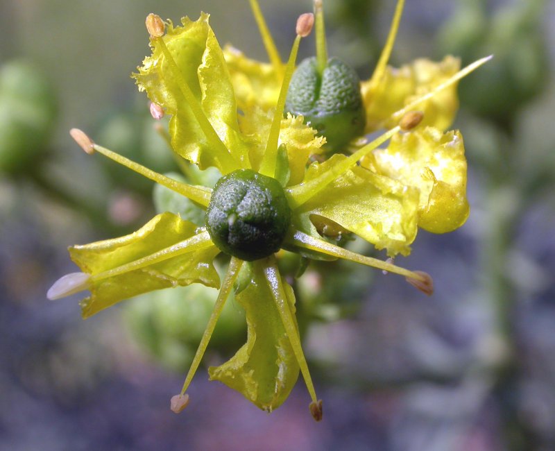 Ruta graveolens