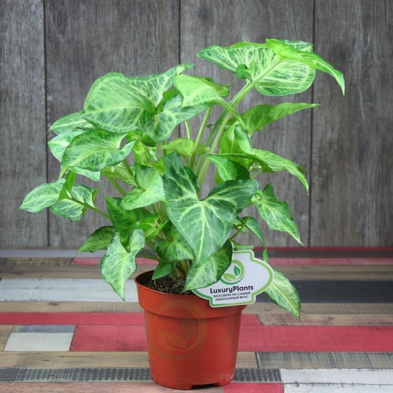 Сингониум ножколистный (Syngonium)