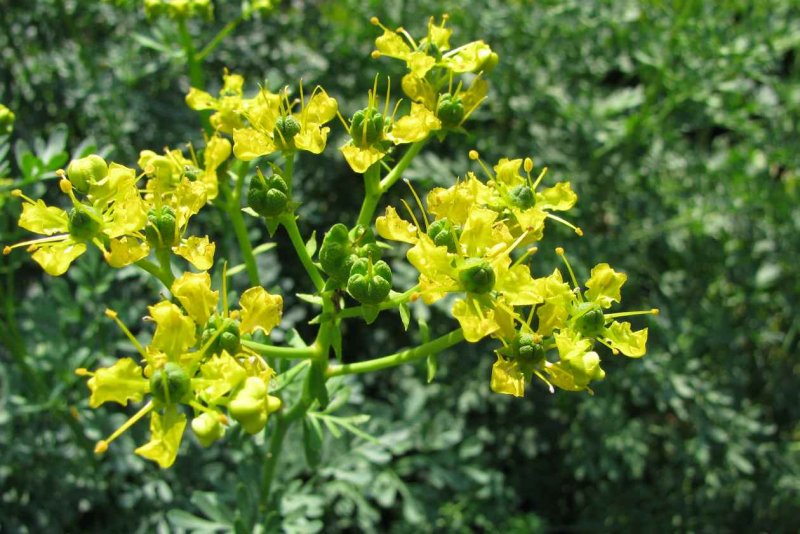 Ruta graveolens