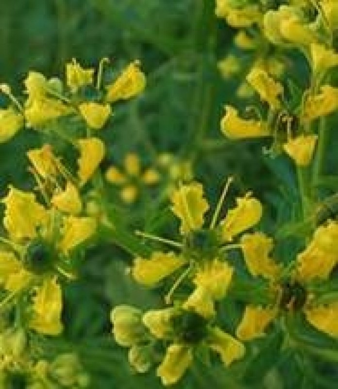 Ruta graveolens плоды