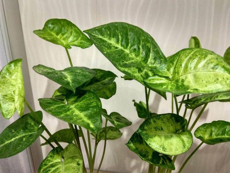 Сингониум ножколистный (Syngonium)