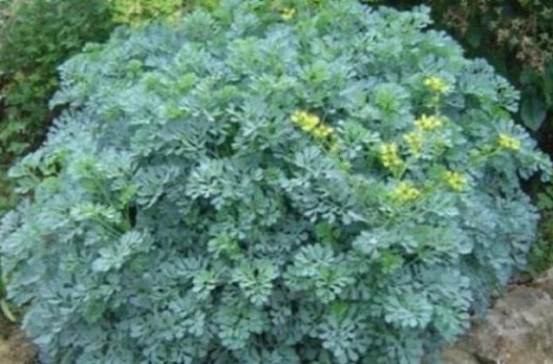 Рута сизая