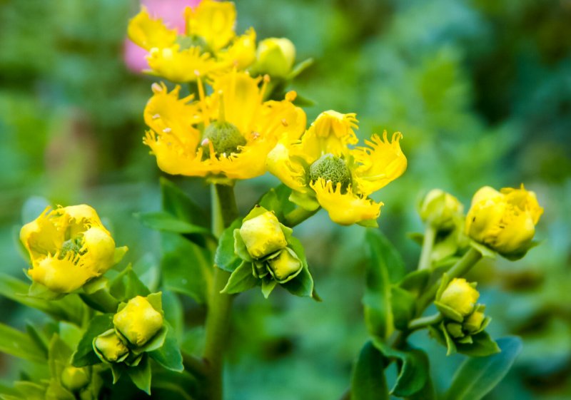 Rue Flower