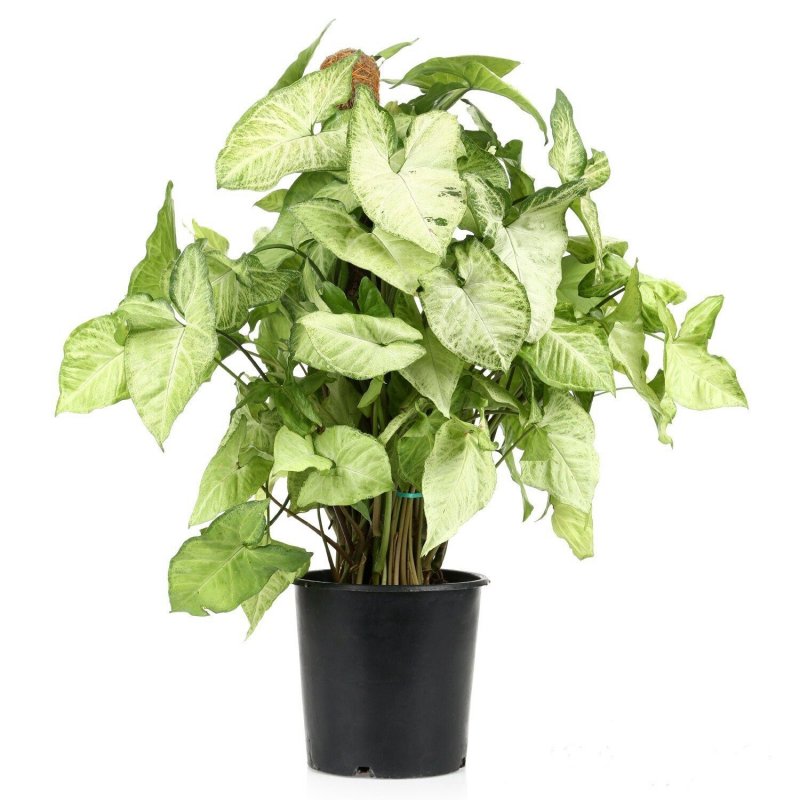 Syngonium Pixie