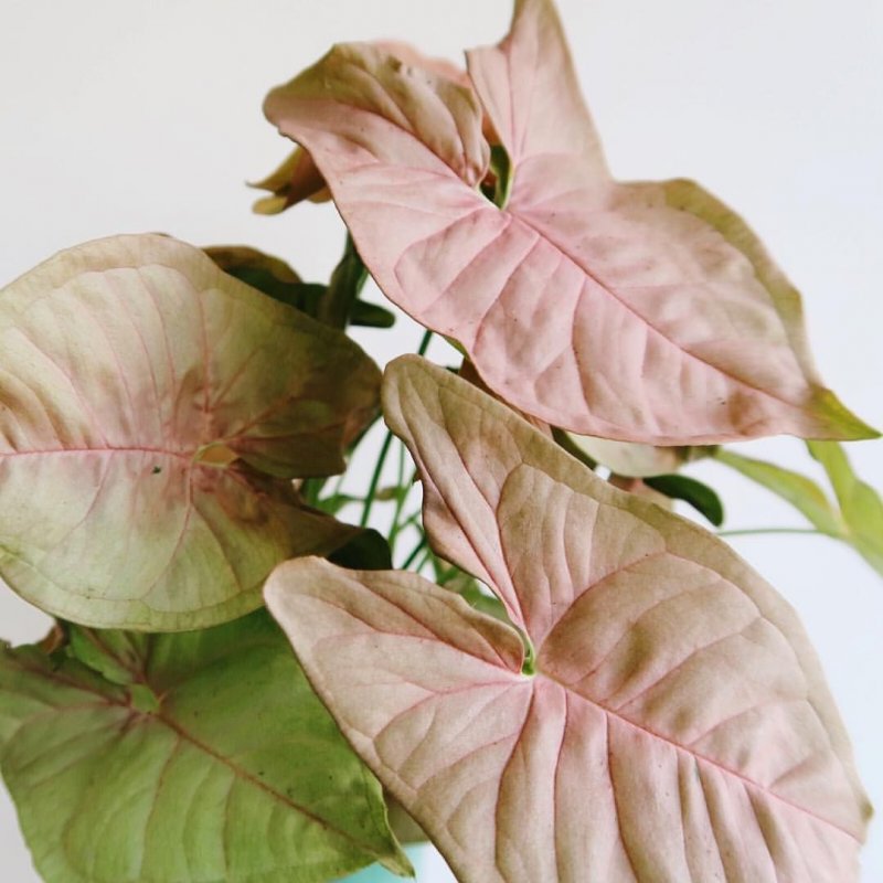 Сингониум Syngonium podophyllum