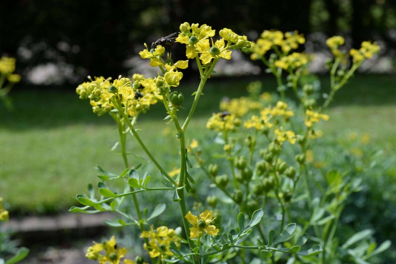 Ruta graveolens