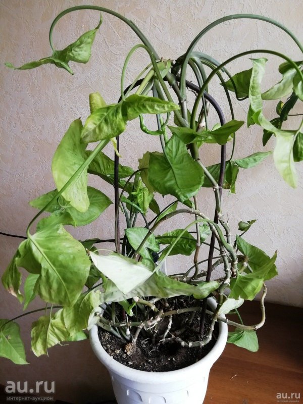 Сингониум Trileaf Wonder