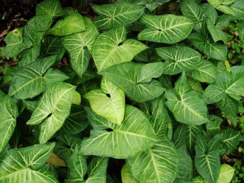 Сингониум ORM Manee Mutation