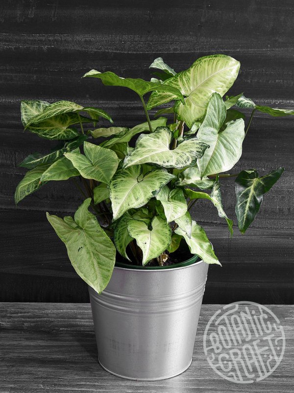 Сингониум Trileaf Wonder hangpot