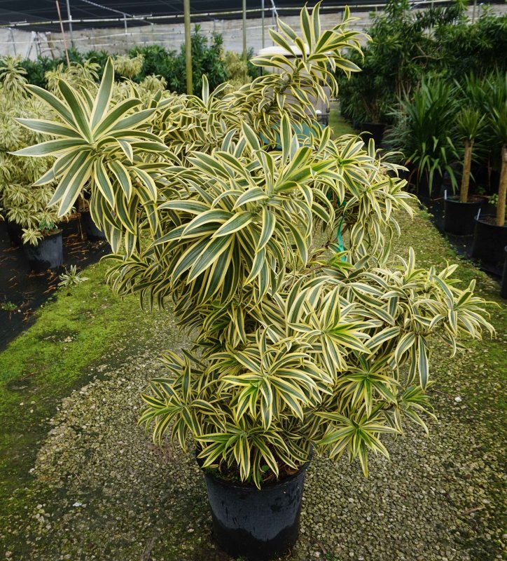Драцена отогнутая (Dracaena Reflexa)