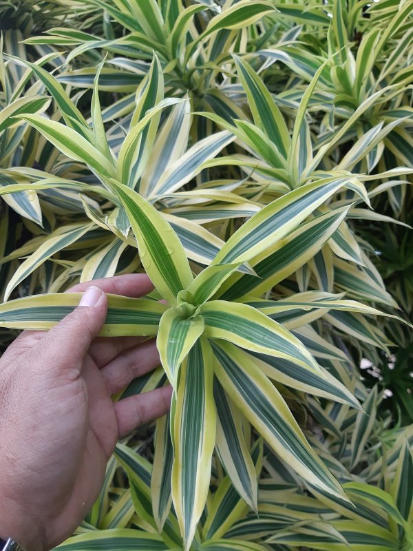 Драцена отогнутая (Dracaena Reflexa)