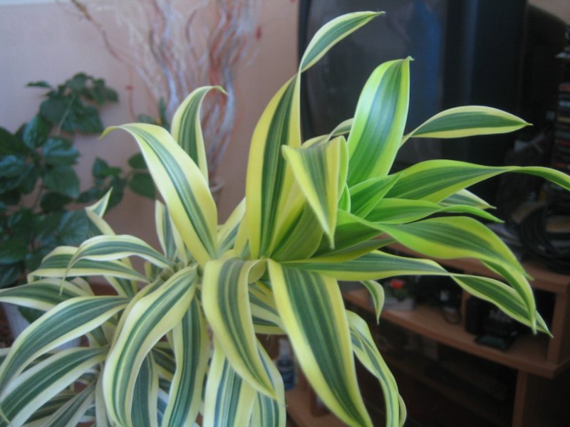 Драцена отогнутая (Dracaena Reflexa)
