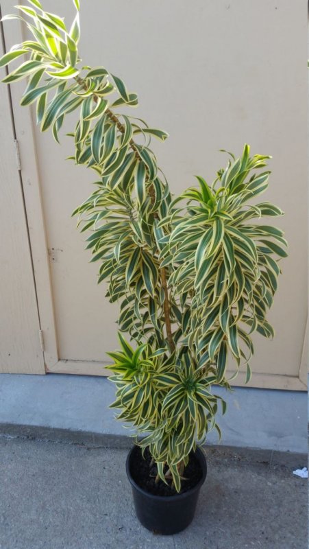 Драцена отогнутая (Dracaena Reflexa)