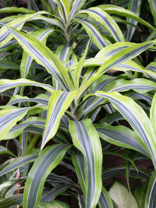 Dracaena Janet Craig compacta