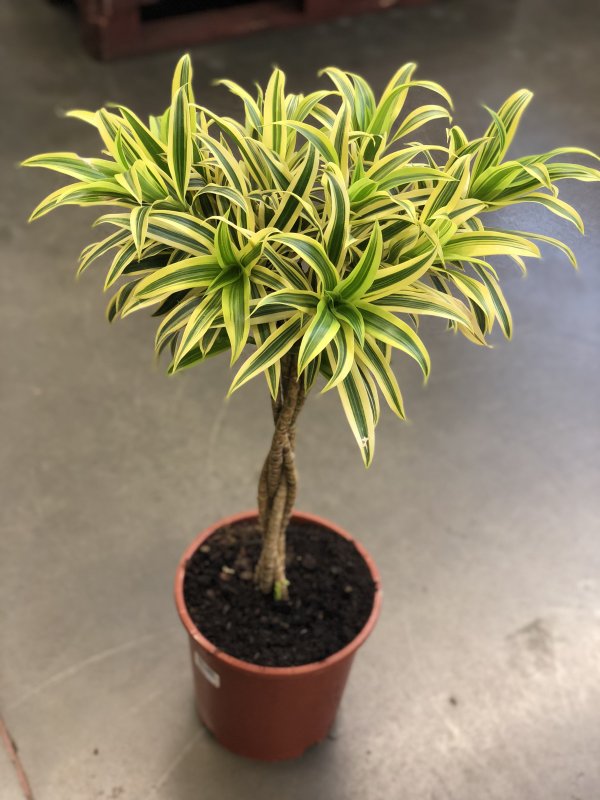Драцена отогнутая (Dracaena Reflexa)