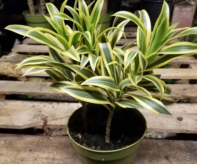 Dracaena Reflexa