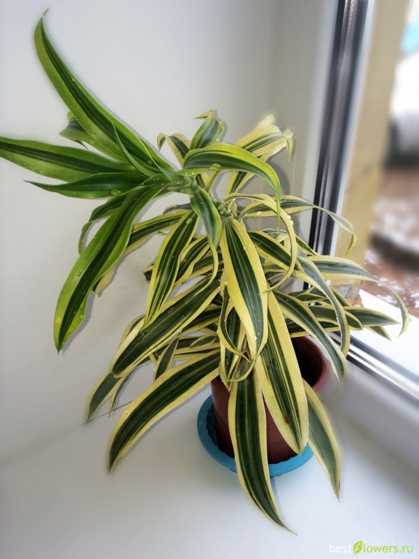 Драцена отогнутая (Dracaena Reflexa)