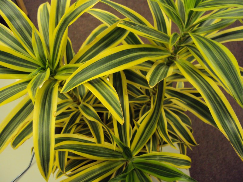 Dracaena Reflexa