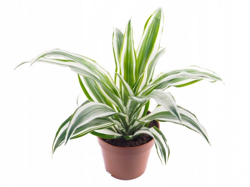 Dracaena massangeana