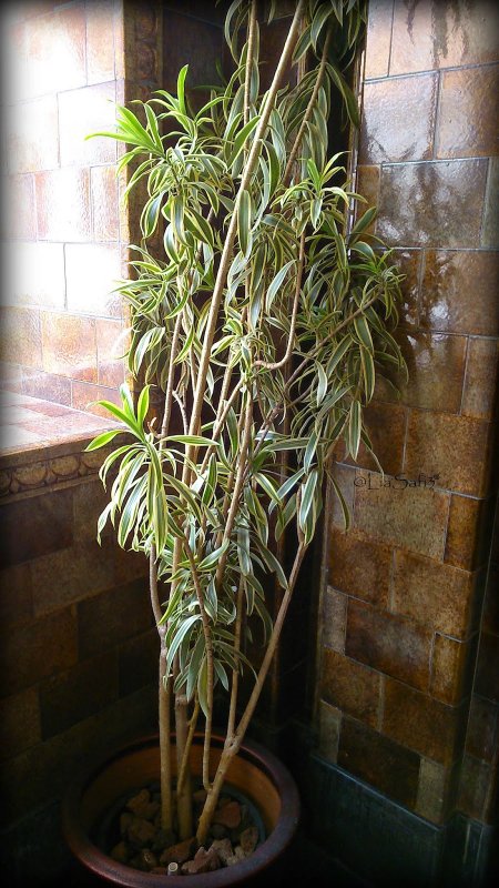 Драцена отогнутая (Dracaena Reflexa)