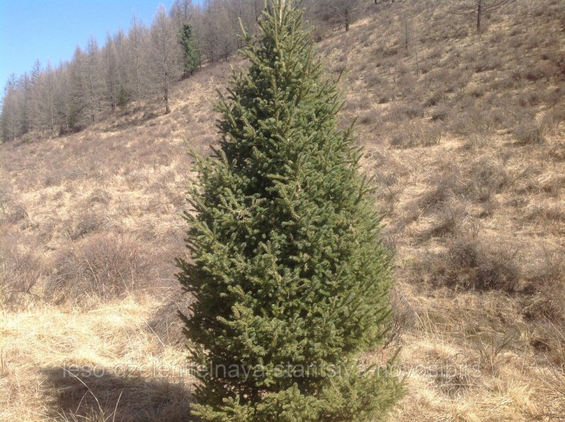 Пихта Сибирская (Abies sibirica, Аbies balsamea)