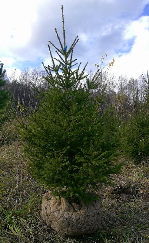 Пихта Сибирская Abies sibirica