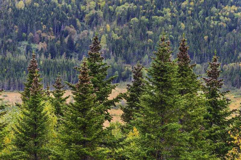 Ель обыкновенная Picea Abies `Extra`