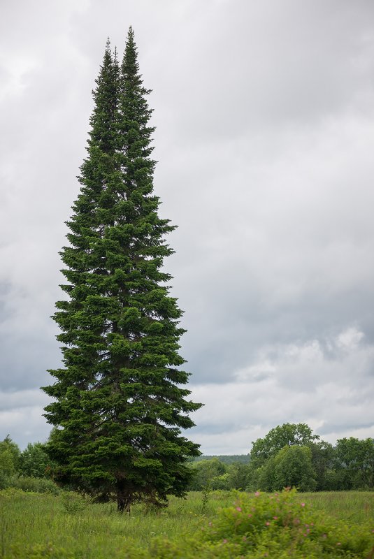 Ель финская Picea Fennica