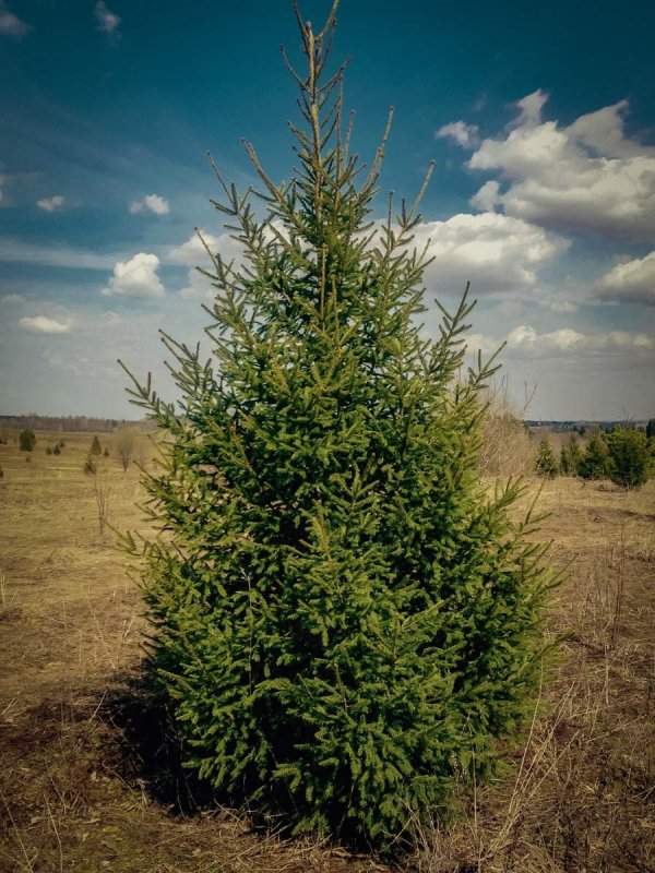 Пихта Сибирская (Аbies sibirica)