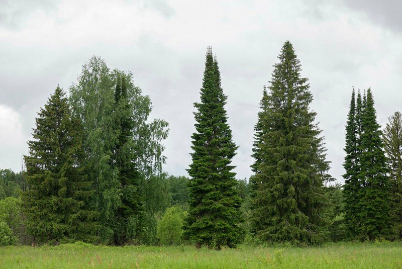 Ель Сибирская (Picea obovata) макростробил