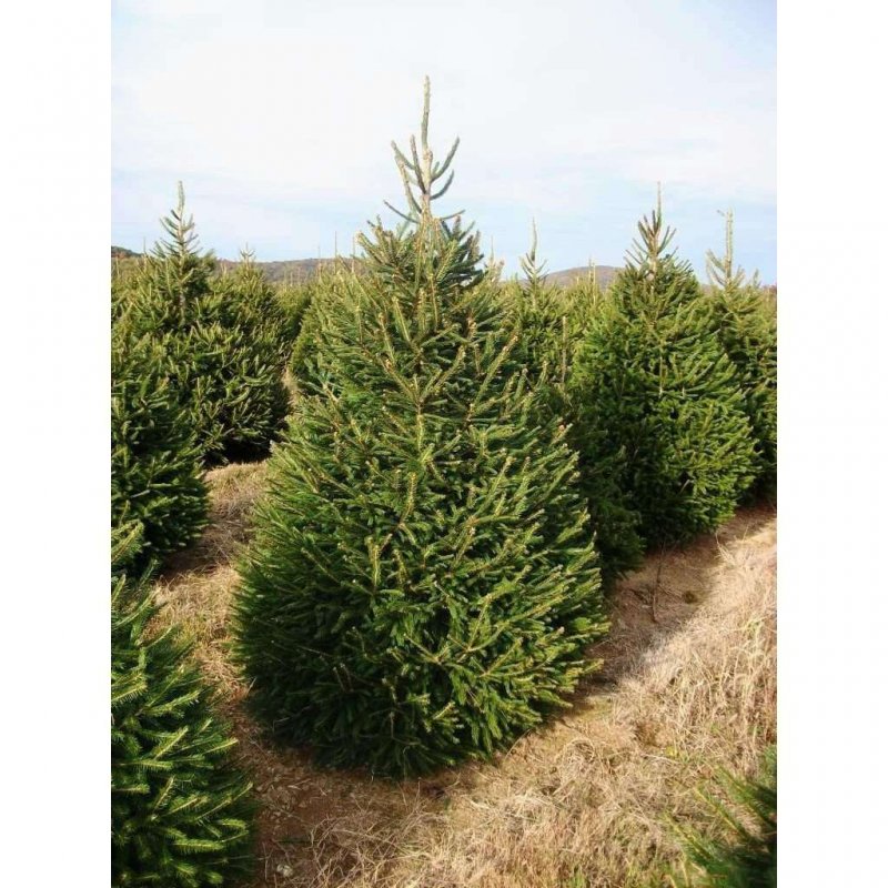 Ель Сибирская (Picea obovata) микростробилы