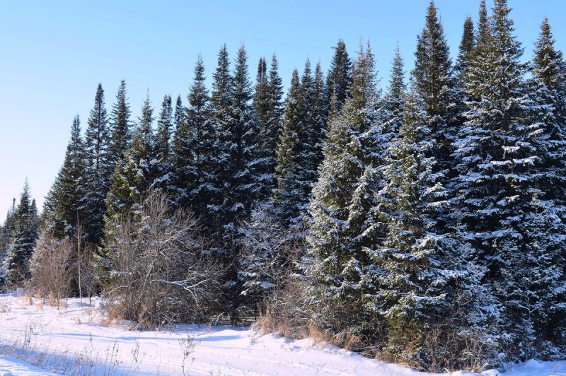 Род ель (Picea).
