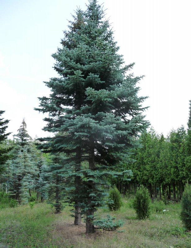 Пихта Сибирская Abies sibirica