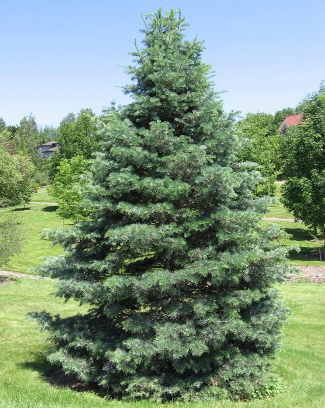 Пихта Сибирская Abies sibirica