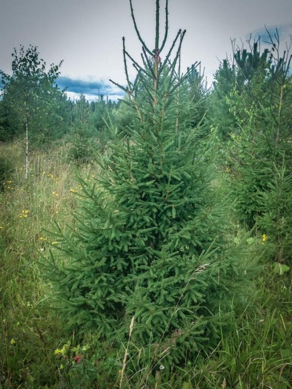 Пихта Сибирская (Аbies sibirica)