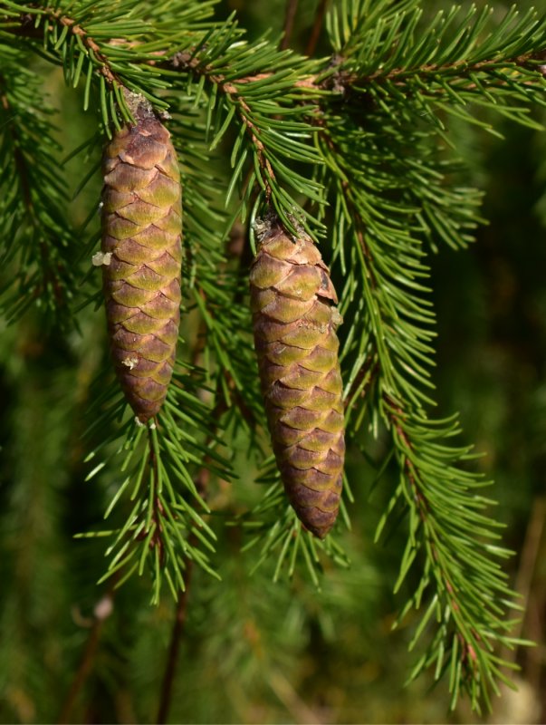 Пихта Abies concolor Piggelmee