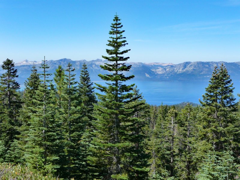 Пихта Сибирская Abies sibirica