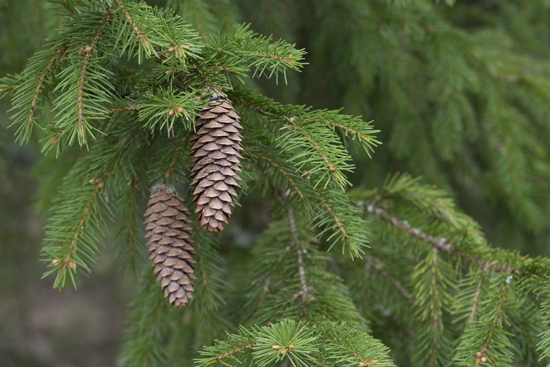 Пихта Сибирская Abies sibirica