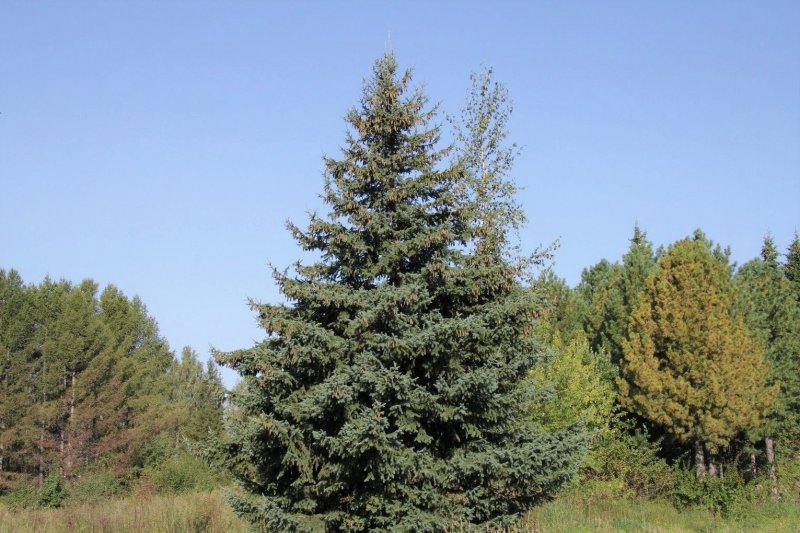 Ель Сибирская Picea obovata