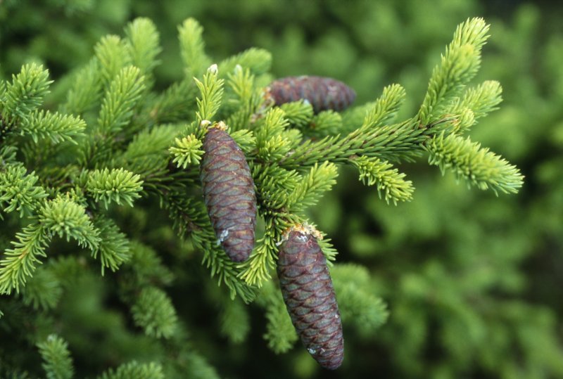 Ель Сибирская (Pícea obovata)