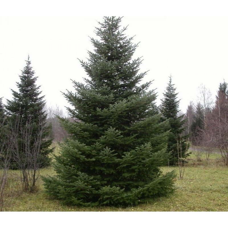 Ель Сибирская (Picea omorika) ‘Nana’