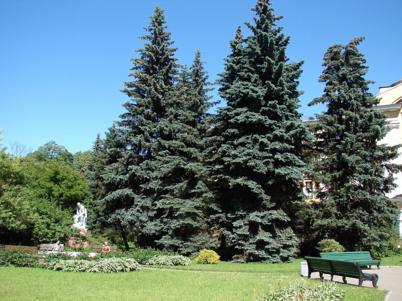 Пихта Сибирская