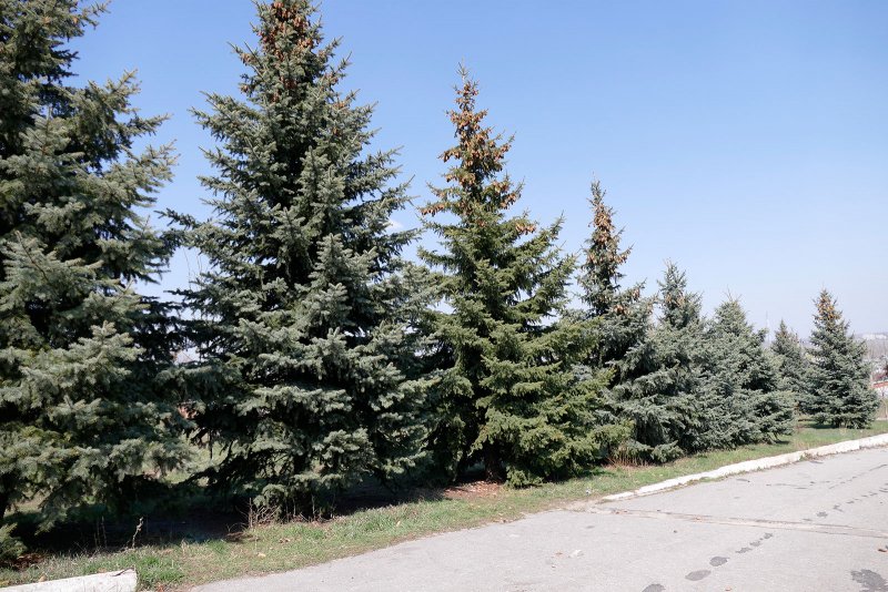 Ель голубая колючая Сибирская