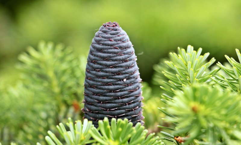 Ель Сибирская Picea obovata