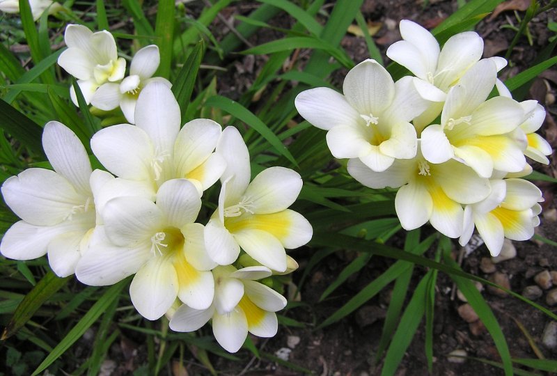 Фрезия Double White